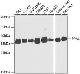 Western blot - PPA1 antibody (A14050)