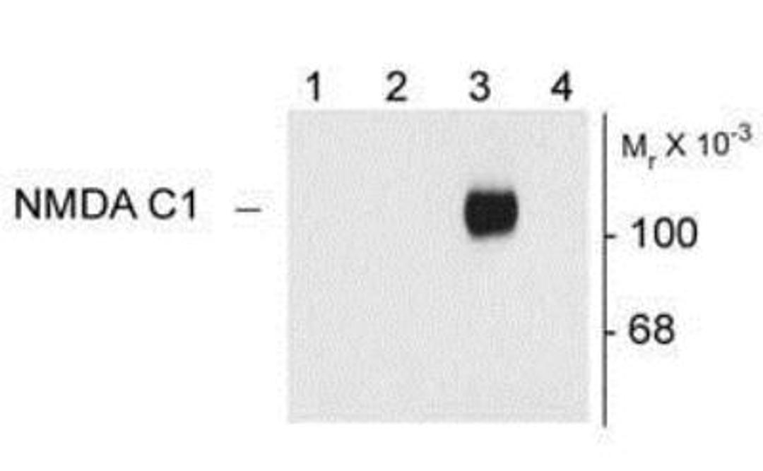 Western Blot: NMDA receptor C1 Antibody [NB300-115] - 10 ug of HEK 293 cells expressing: Lane 1 - HEK cells without NR1 expression (Mock); Lane 2 - NR1 subunit containing only the C2 Insert; Lane 3 - NR1 subunit containing the C1 and C2' Insert; Lane 4 - NR1 subunit containing the N1 and C2' Insert showing specific immunolabeling of the ~120k NR1 subunit of the NMDA receptor containing the C1 splice variant insert.