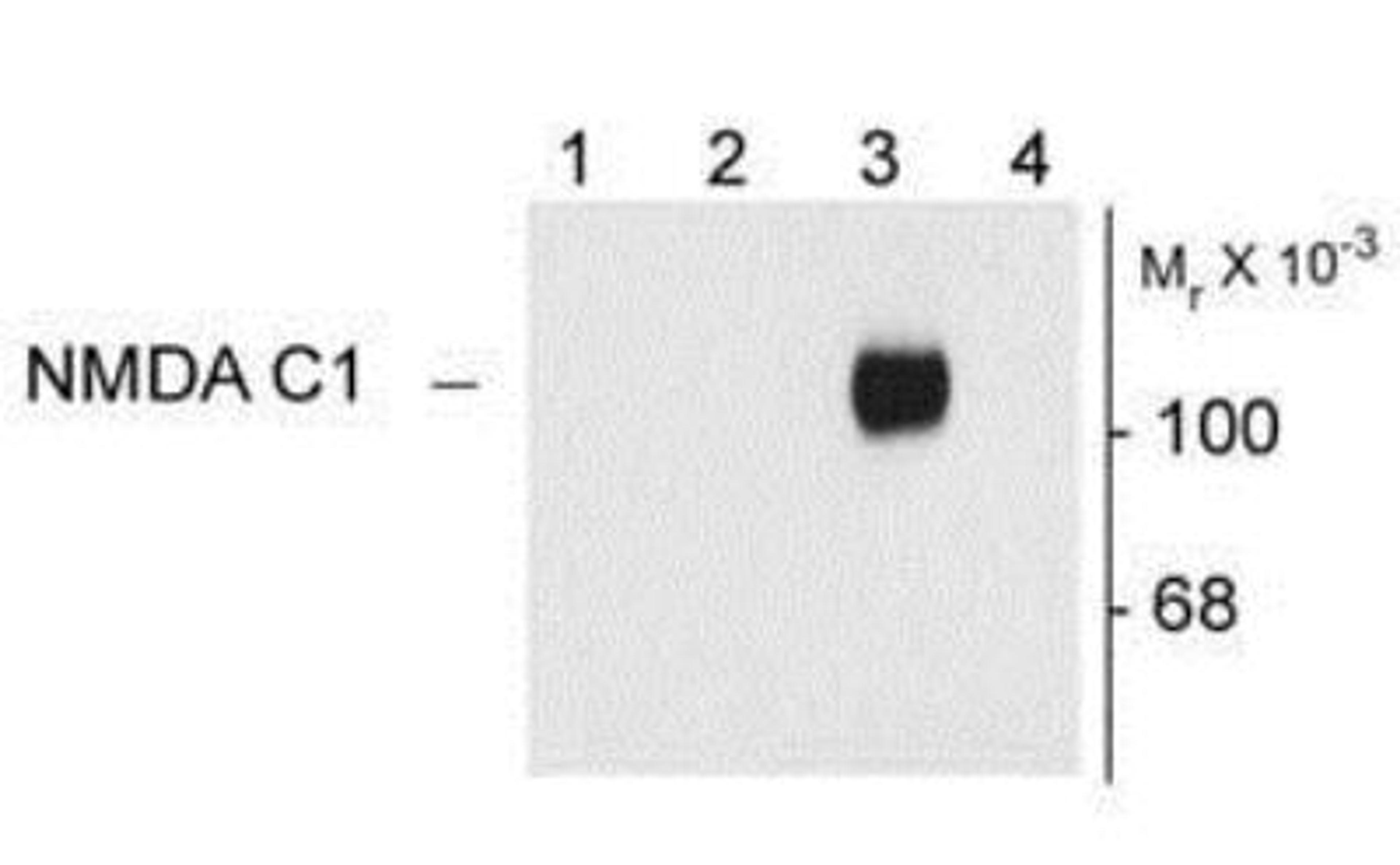 Western Blot: NMDA receptor C1 Antibody [NB300-115] - 10 ug of HEK 293 cells expressing: Lane 1 - HEK cells without NR1 expression (Mock); Lane 2 - NR1 subunit containing only the C2 Insert; Lane 3 - NR1 subunit containing the C1 and C2' Insert; Lane 4 - NR1 subunit containing the N1 and C2' Insert showing specific immunolabeling of the ~120k NR1 subunit of the NMDA receptor containing the C1 splice variant insert.