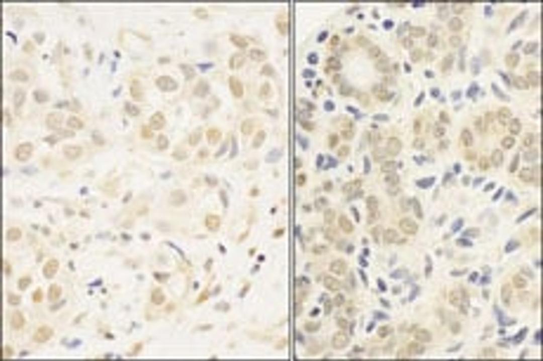 Detection of human c-Myb by immunohistochemistry.