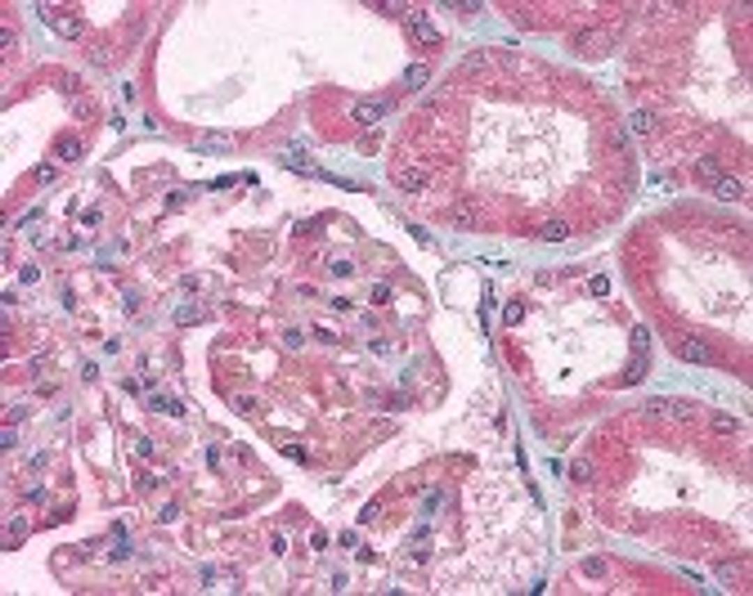 Immunohistochemistry staining of TTRAP in kidney tissue using TTRAP Antibody.