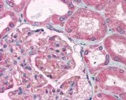 Immunohistochemistry staining of TTRAP in kidney tissue using TTRAP Antibody.