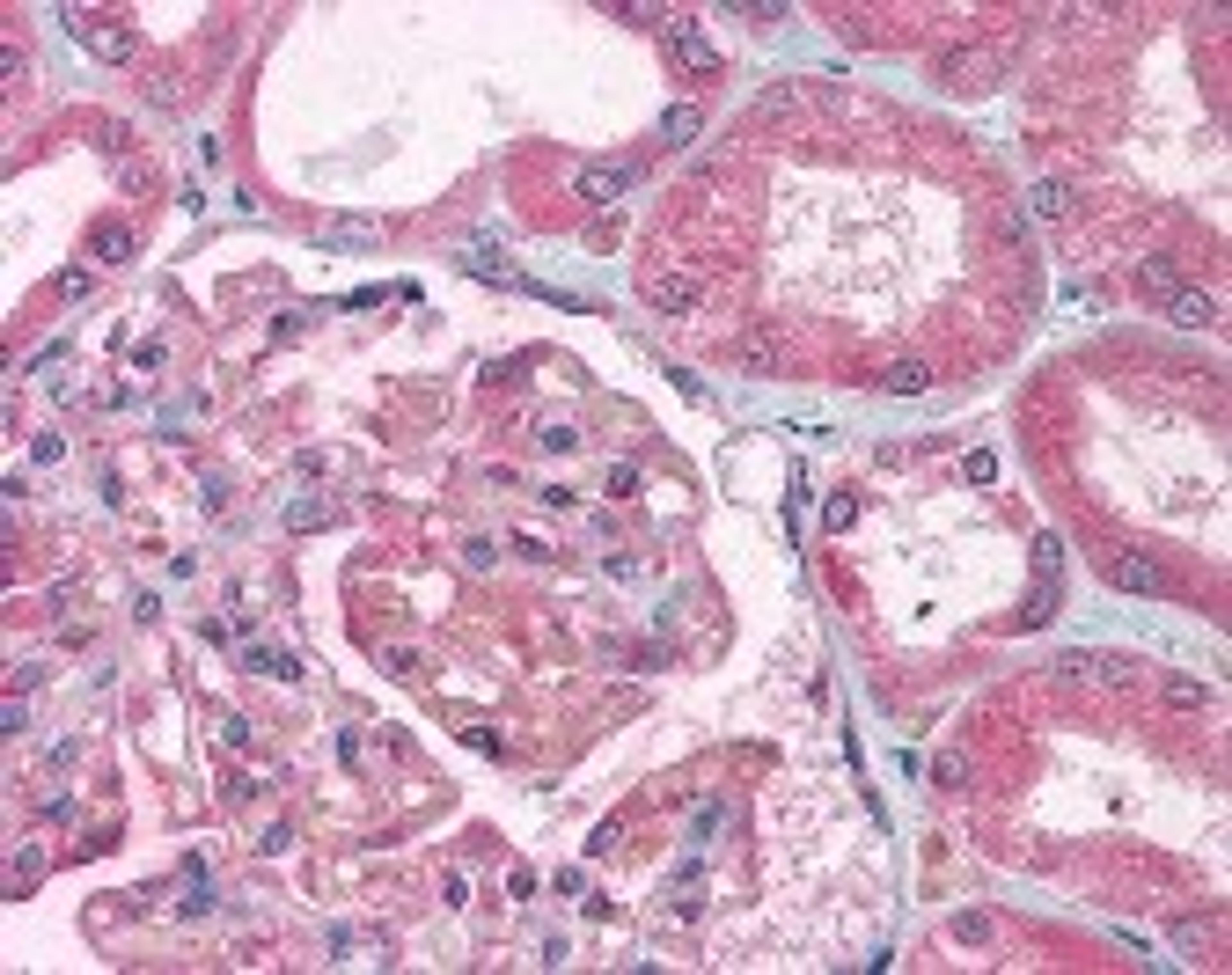 Immunohistochemistry staining of TTRAP in kidney tissue using TTRAP Antibody.