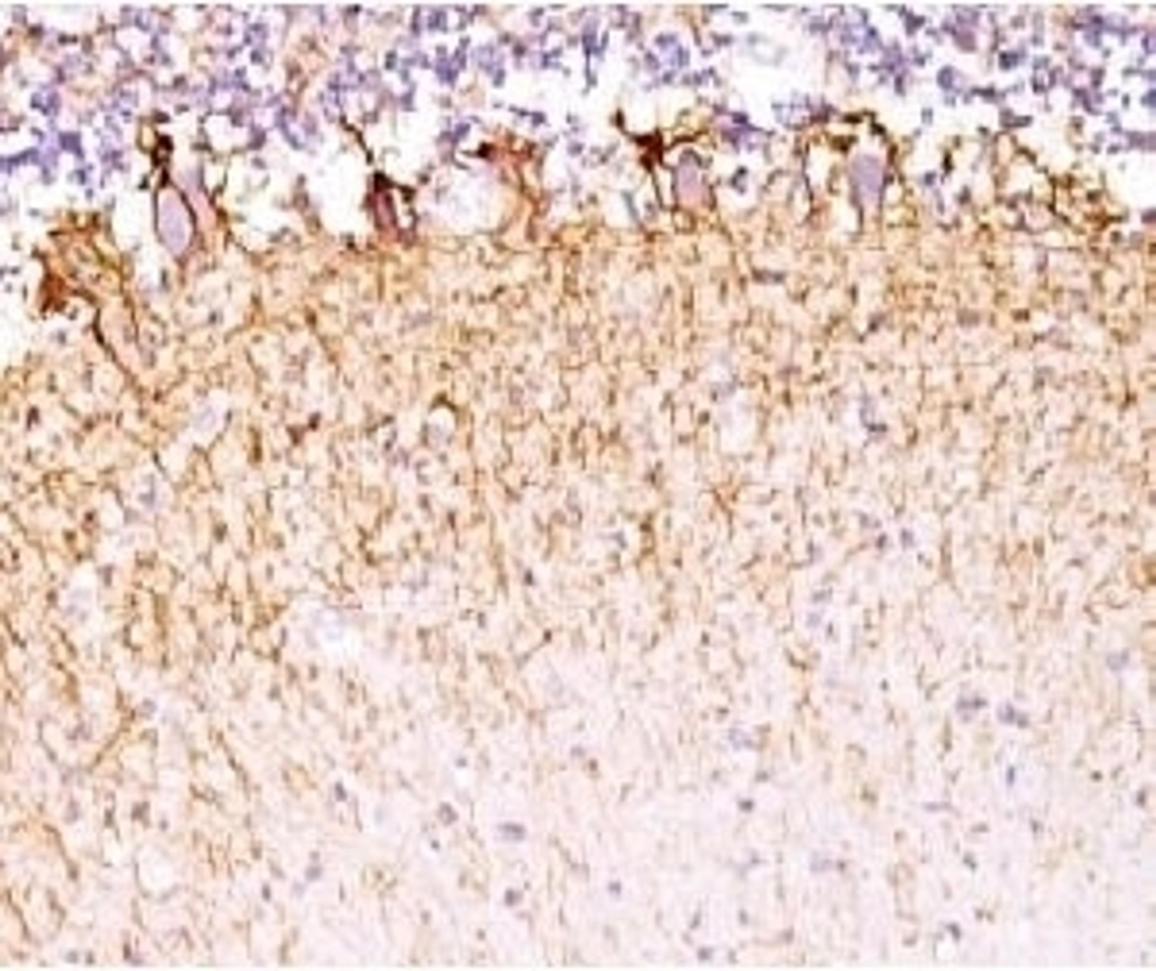 IHC testing of FFPE human cerebellum with Neurofilament antibody (clone MSI27-1).