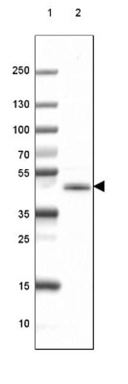 Western Blot: CNPase Antibody (2887) [NBP2-46617] - Lane 1: Marker [kDa] 250, 130, 100, 70, 55, 35, 25, 15, 10.  Lane 2: Mouse Cerebral Cortex tissue