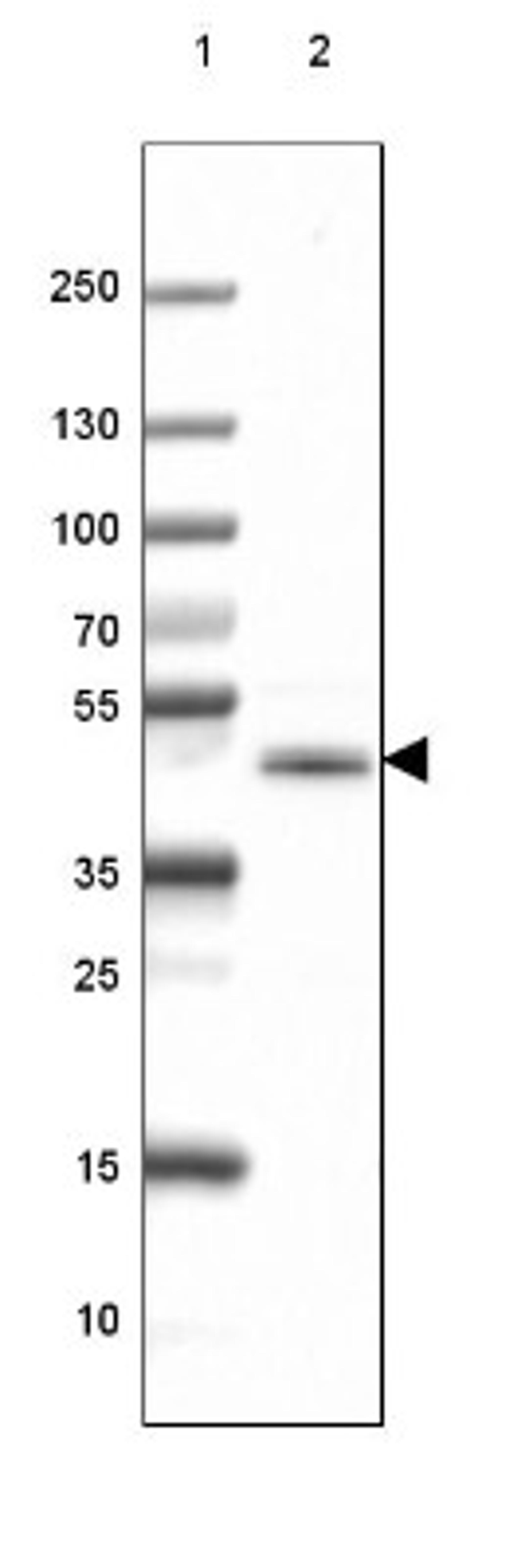 Western Blot: CNPase Antibody (2887) [NBP2-46617] - Lane 1: Marker [kDa] 250, 130, 100, 70, 55, 35, 25, 15, 10.  Lane 2: Mouse Cerebral Cortex tissue