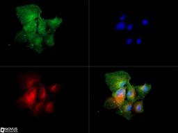 Immunocytochemistry/Immunofluorescence: CD36/SR-B3 Antibody [NB400-144] - CD36 antibody was tested in HepG2 cells with DyLight 488 (green). Nuclei and alpha-tubulin were counterstained with DAPI (blue) and Dylight 550 (red).