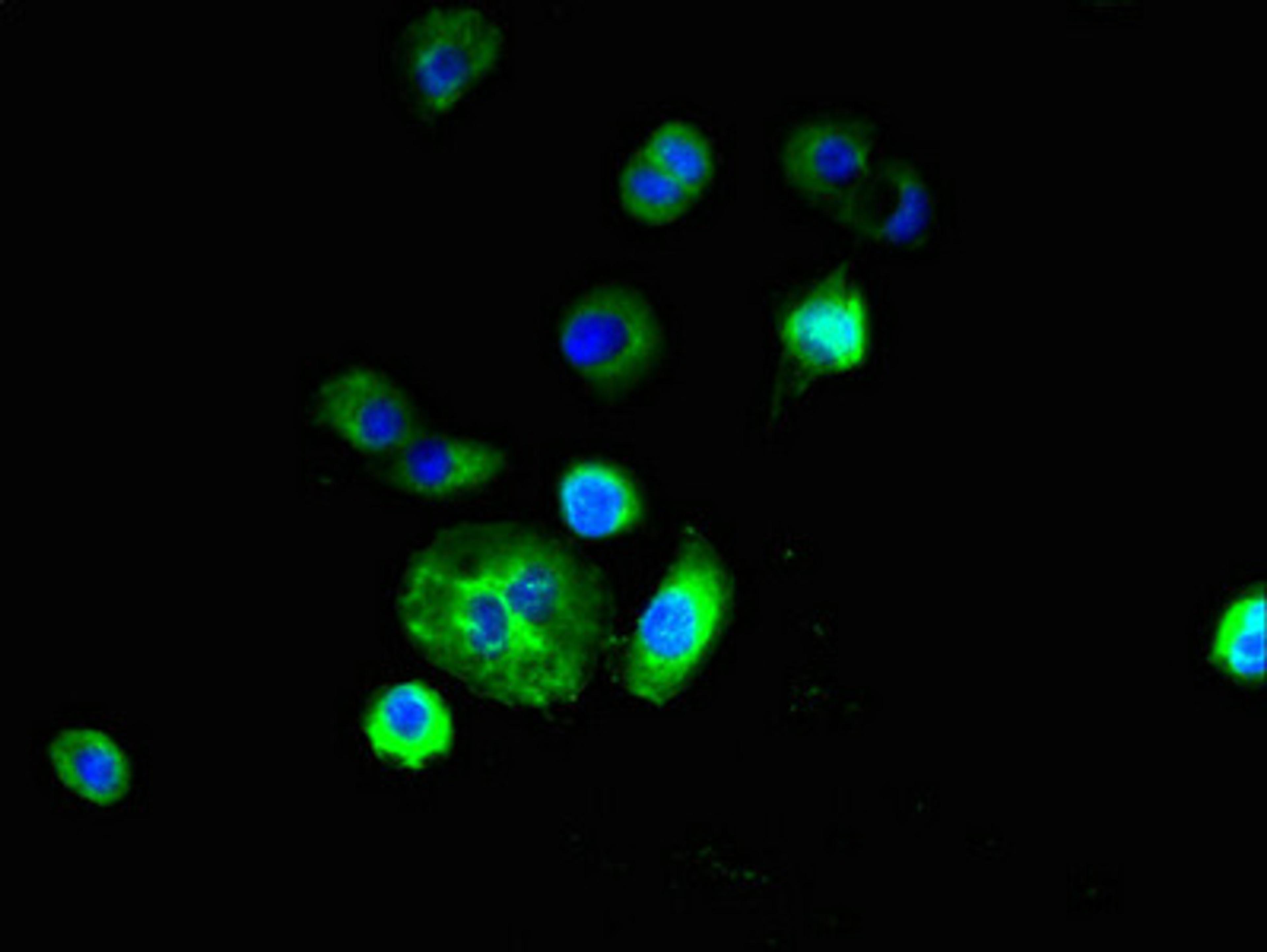 Immunofluorescent analysis of A431 cells using CSB-PA822714LA01HU at dilution of 1:100 and Alexa Fluor 488-congugated AffiniPure Goat Anti-Rabbit IgG(H+L)