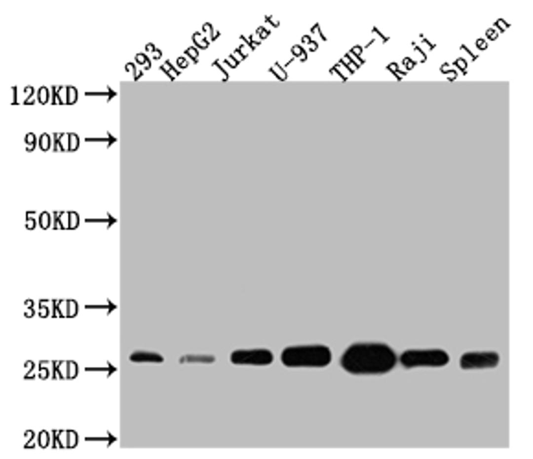 Western Blot. Positive WB detected in: 293 whole cell lysate, HepG2 whole cell lysate, Jurkat whole cell lysate, U-937 whole cell lysate, THP-1 whole cell lysate, Raji whole cell lysate, Mouse Spleen whole cell lysate. All lanes: Bcl-2 antibody at 1:1000. Secondary. Goat polyclonal to rabbit IgG at 1/50000 dilution. Predicted band size: 27, 23 kDa. Observed band size: 27 kDa. 