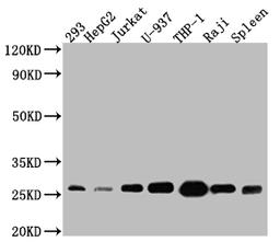 Western Blot. Positive WB detected in: 293 whole cell lysate, HepG2 whole cell lysate, Jurkat whole cell lysate, U-937 whole cell lysate, THP-1 whole cell lysate, Raji whole cell lysate, Mouse Spleen whole cell lysate. All lanes: Bcl-2 antibody at 1:1000. Secondary. Goat polyclonal to rabbit IgG at 1/50000 dilution. Predicted band size: 27, 23 kDa. Observed band size: 27 kDa. 