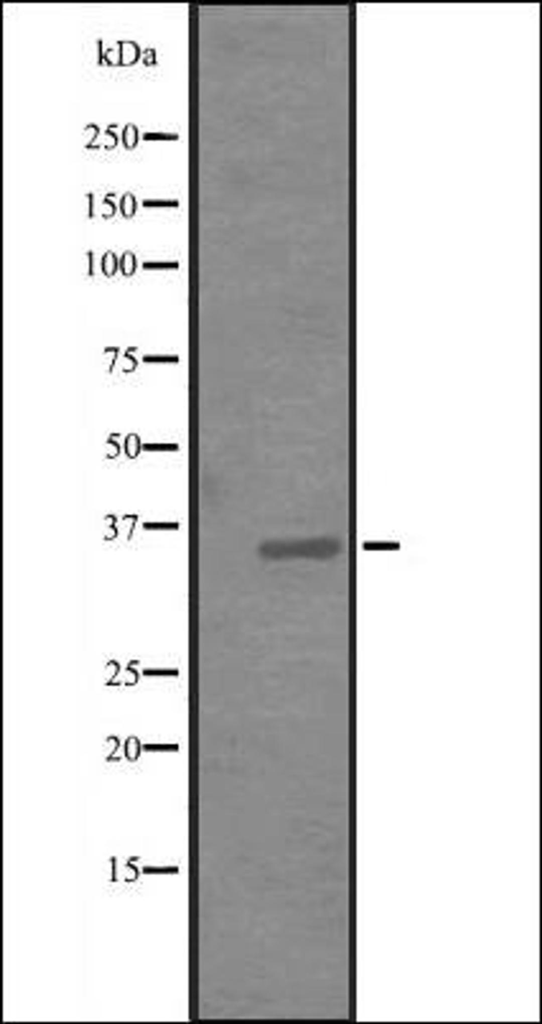 Western blot analysis of Hela cell lysate using JAM1 antibody