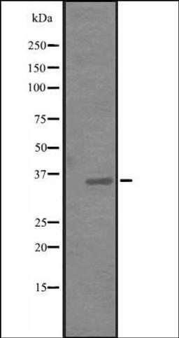 Western blot analysis of Hela cell lysate using JAM1 antibody