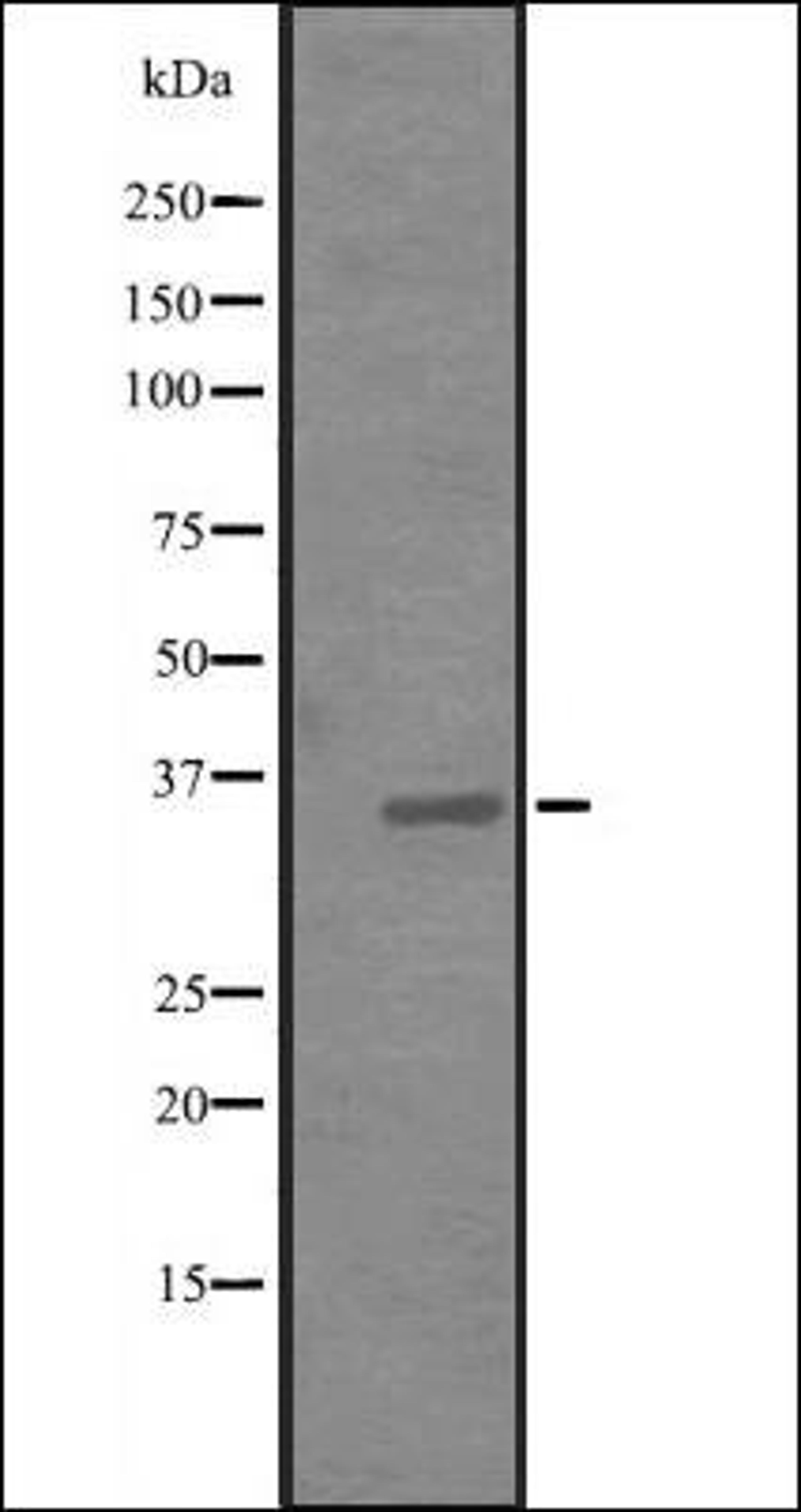 Western blot analysis of Hela cell lysate using JAM1 antibody