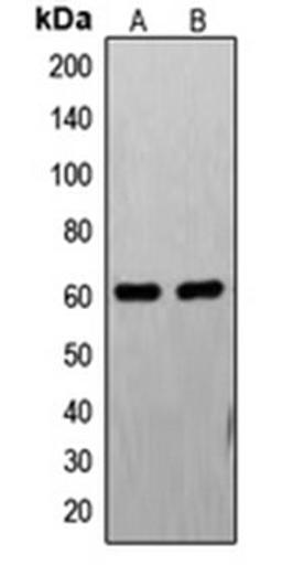 Western blot analysis of PC12 (Lane 1), HL60 (Lane 2) whole cell lysates using FASTK antibody