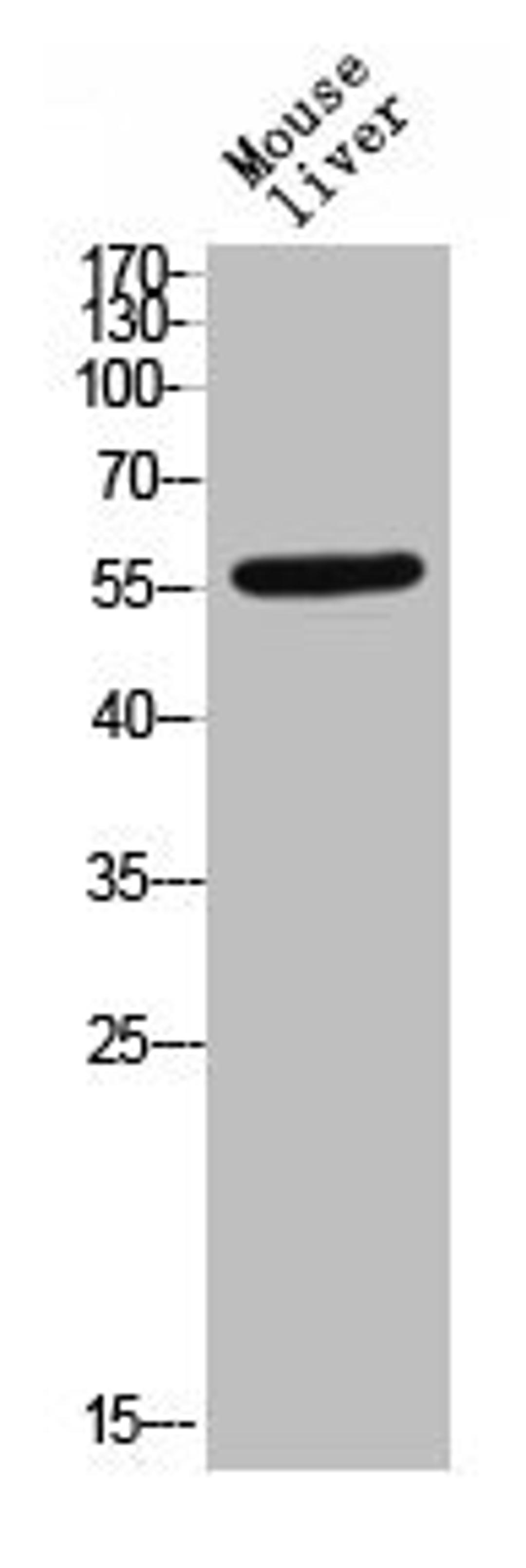 Western Blot analysis of MOUSE-LIVER cells using Phospho-TGFβ RI (S165) Polyclonal Antibody