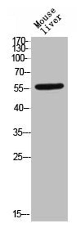 Western Blot analysis of MOUSE-LIVER cells using Phospho-TGFβ RI (S165) Polyclonal Antibody