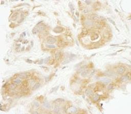 Detection of human Sec23IP/MSTP053 by immunohistochemistry.