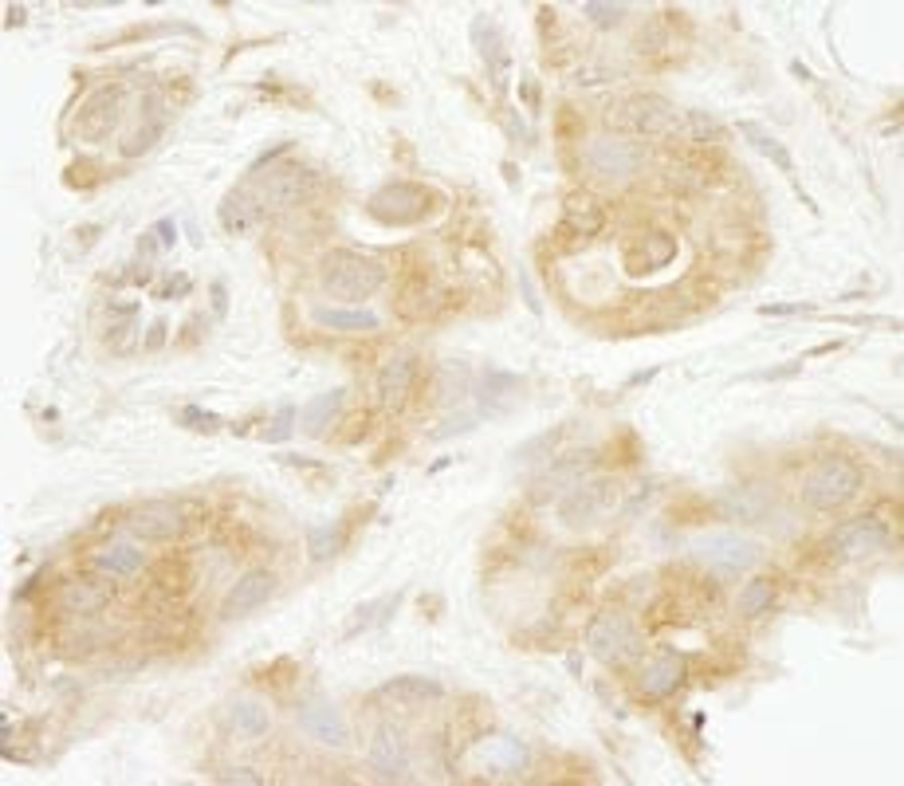 Detection of human Sec23IP/MSTP053 by immunohistochemistry.