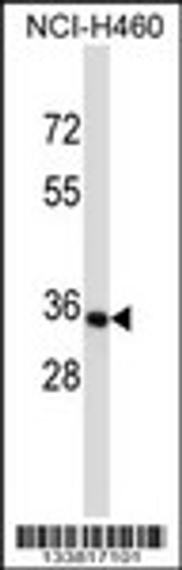 Western blot analysis in NCI-H460 cell line lysates (35ug/lane).