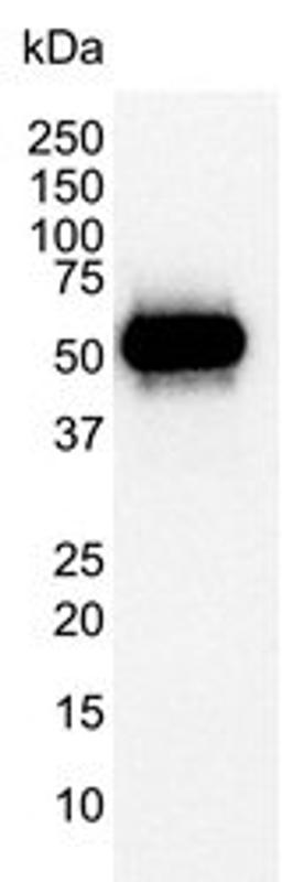 WB analysis of COS-7 simian fibroblast-like whole cell lysate probed with Mouse anti p53 antibody