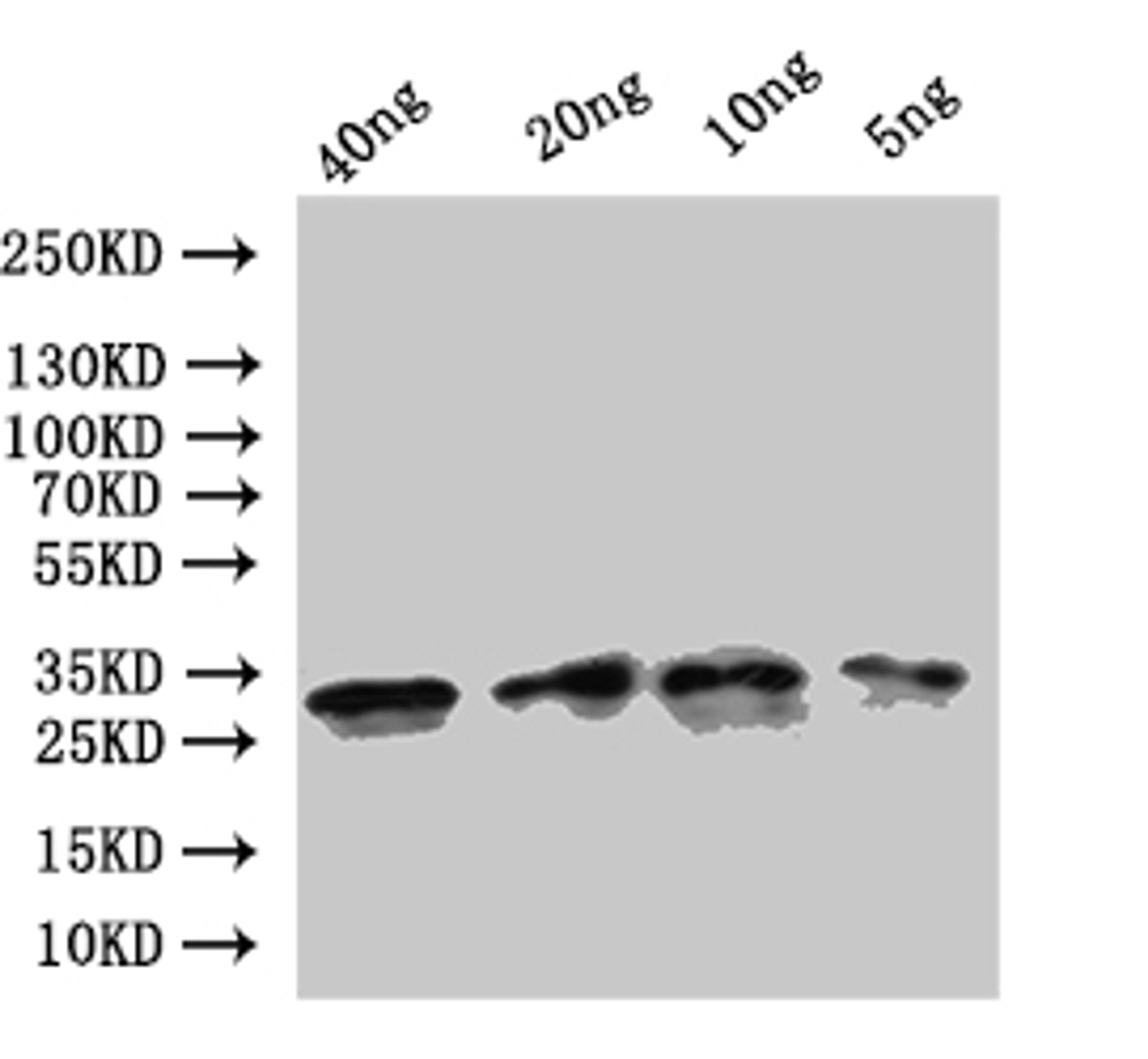 Western Blot. Positive WB detected in: recombinant protein. All lanes:ompA Antibody at 1:1000. Secondary. Goat polyclonal to rabbit IgG at 1/50000 dilution. Predicted band size: 24 kDa. Observed band size: 31 kDa.