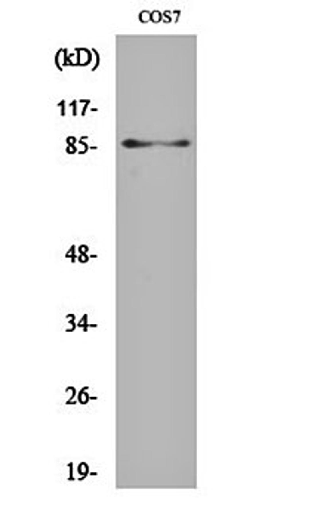 Western blot analysis of COS7 cell lysates using Stat3 (phospho-S727) antibody