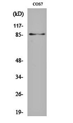 Western blot analysis of COS7 cell lysates using Stat3 (phospho-S727) antibody