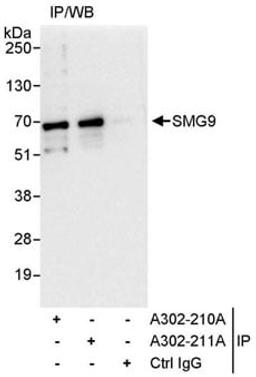 Detection of human SMG9 by western blot of immunoprecipitates.