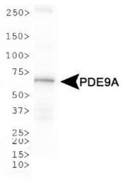 Western Blot: PDE9A Antibody [NBP1-00641] - WB analysis of PDE9A in HeLa whole cell lysate.