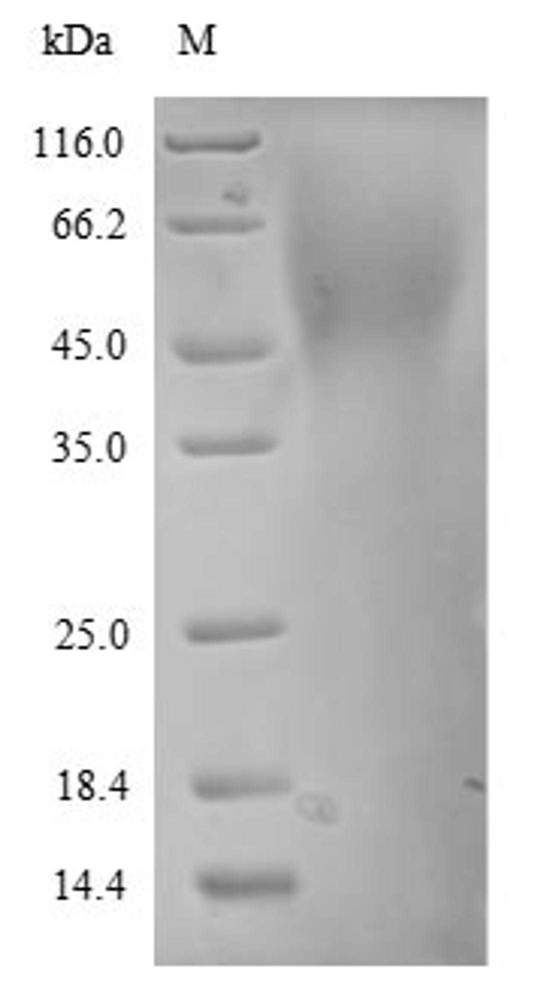 The reducing (R) protein migrates as 55 kDa in SDS-PAGE may be due to glycosylation.