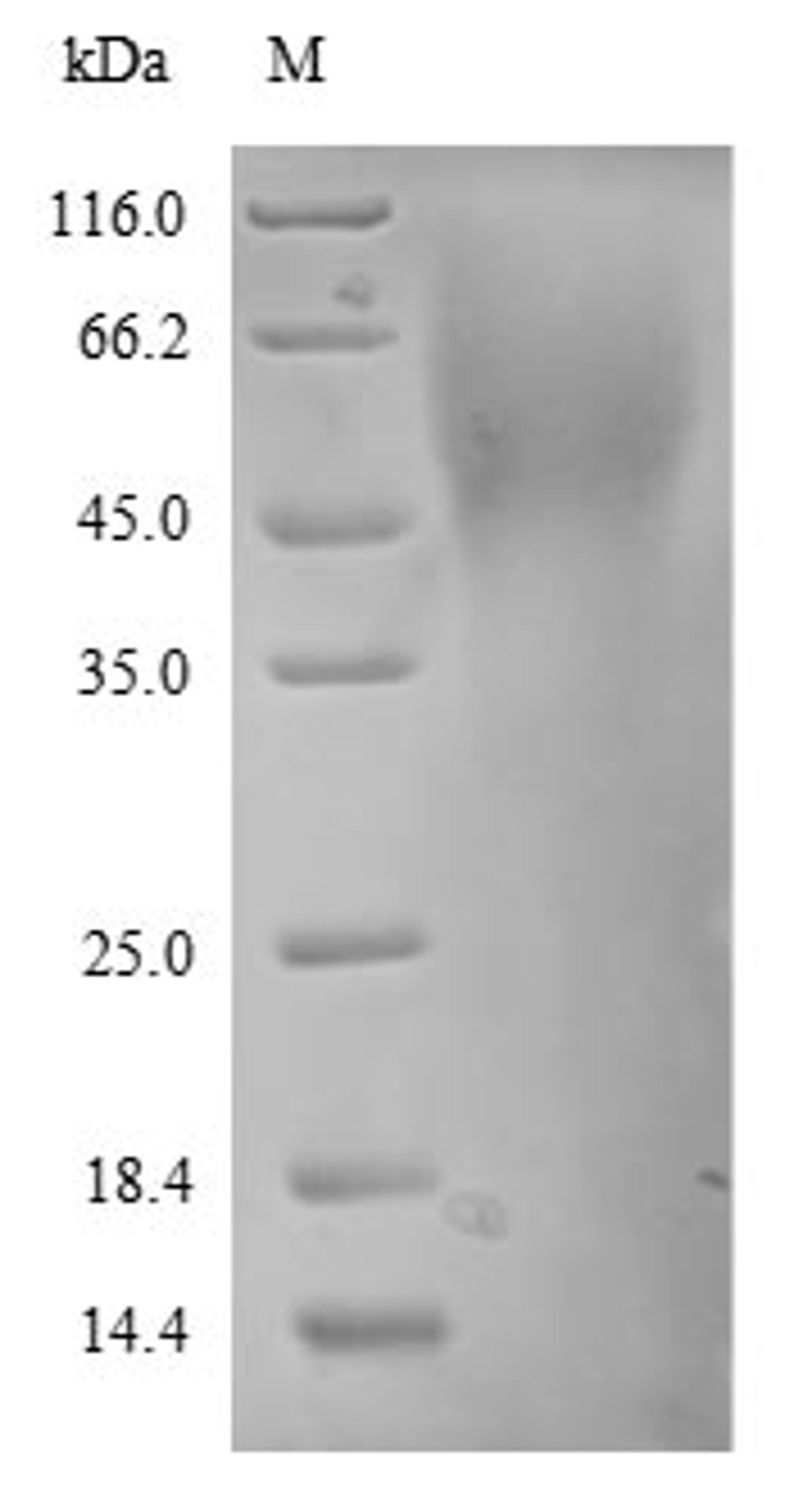 The reducing (R) protein migrates as 55 kDa in SDS-PAGE may be due to glycosylation.