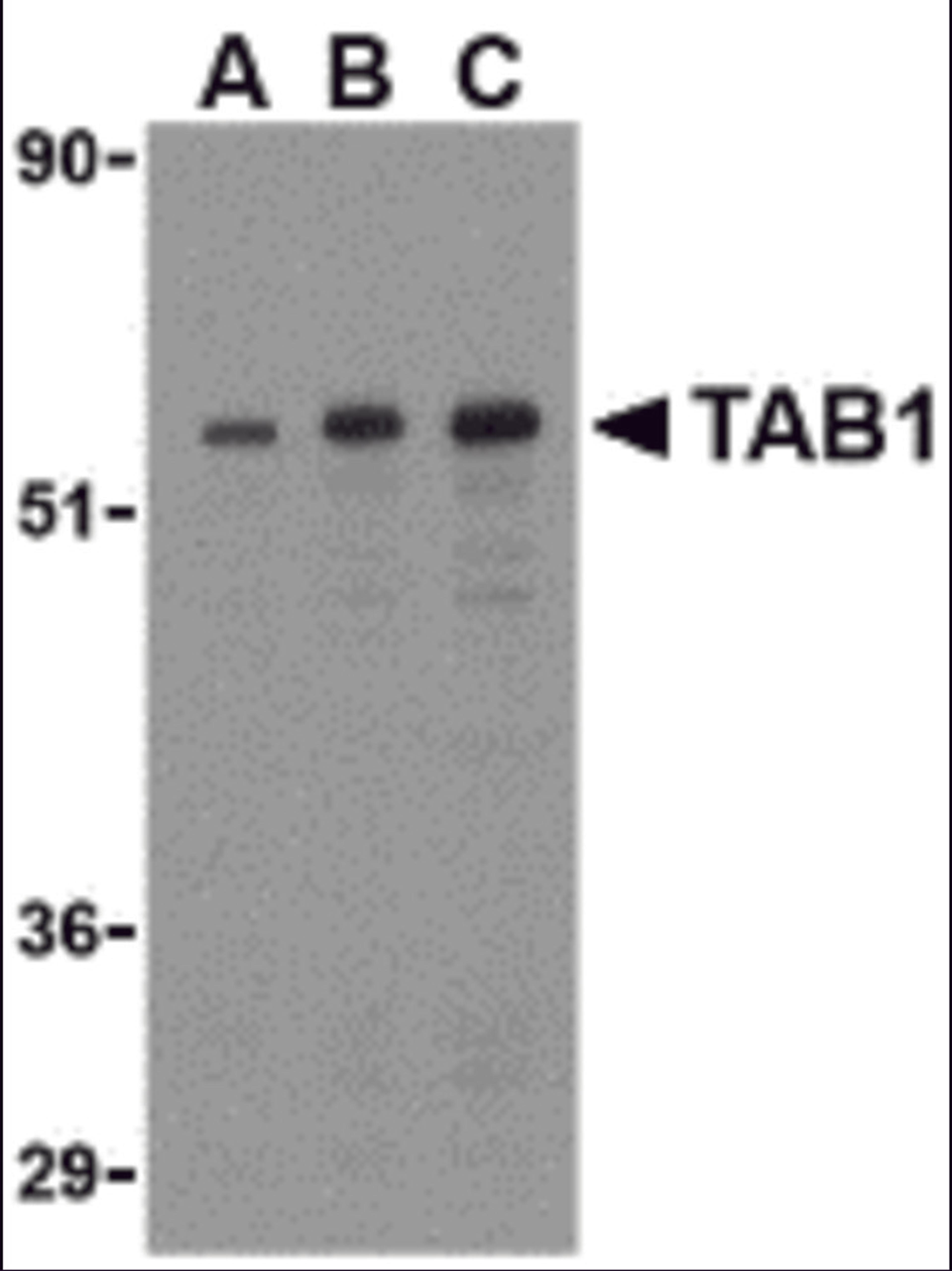 Western blot analysis of TAB1 in 3T3 cell lysate with TAB1 antibody at (A) 0.5, (B) 1, and (C) 2 &#956;g/mL.