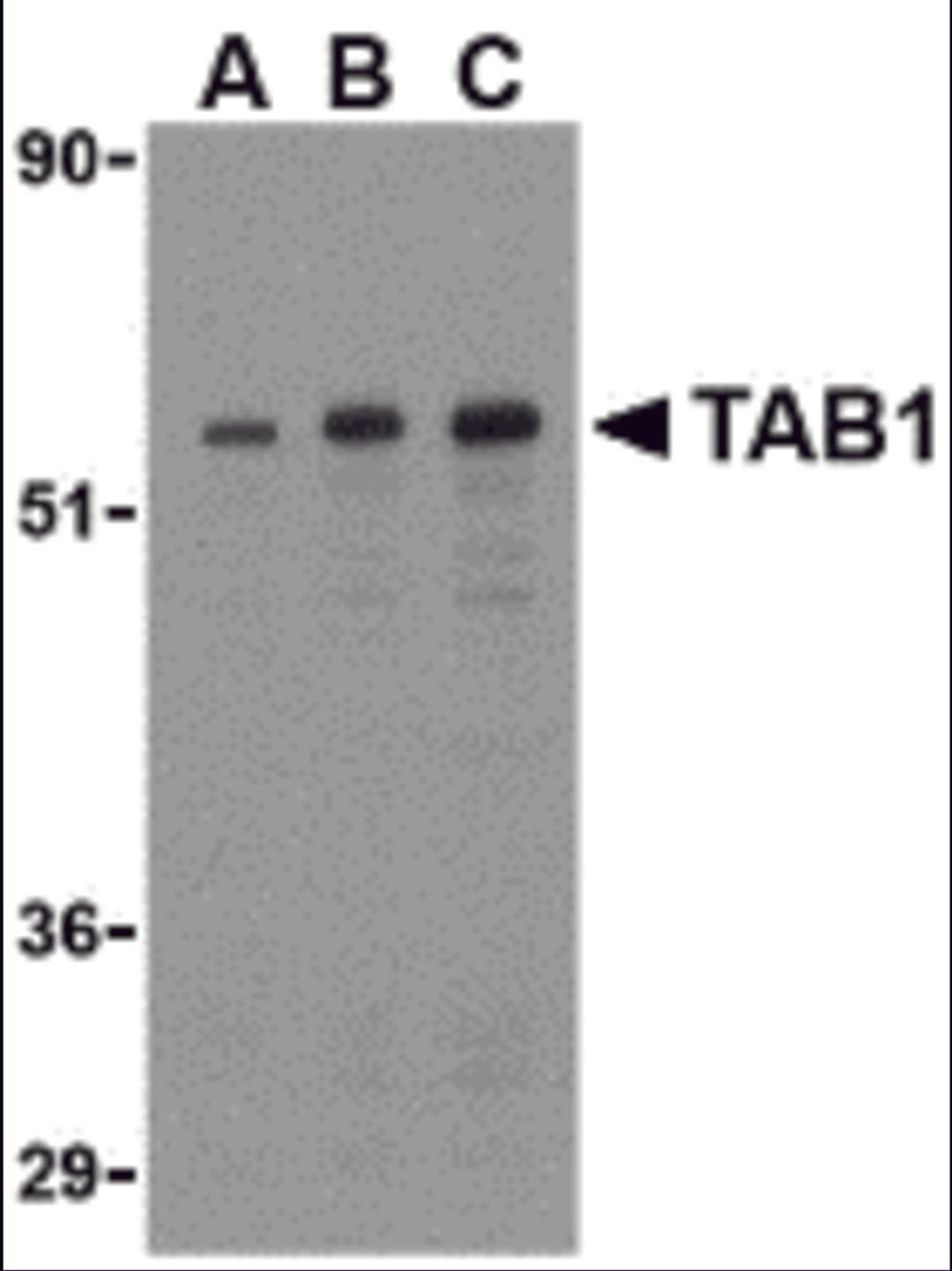 Western blot analysis of TAB1 in 3T3 cell lysate with TAB1 antibody at (A) 0.5, (B) 1, and (C) 2 μg/mL.