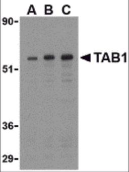 Western blot analysis of TAB1 in 3T3 cell lysate with TAB1 antibody at (A) 0.5, (B) 1, and (C) 2 μg/mL.