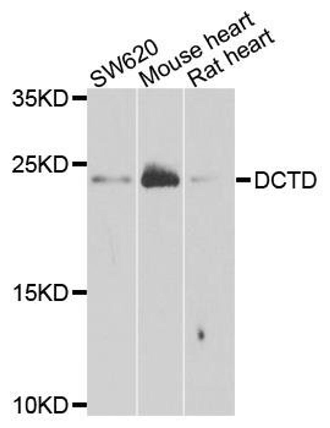 Western blot analysis of extracts of various cells using DCTD antibody