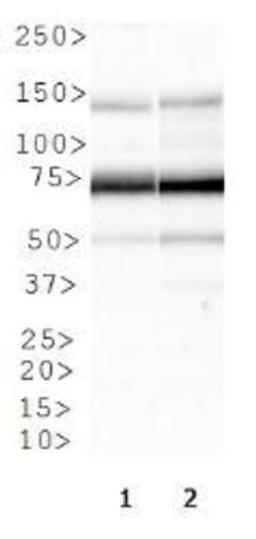 Western Blot: Factor XII/F12 Antibody [NBP1-94203] - WB analysis of F12 in 1. NIH 3T3 cell lysate and 2. Cos7 cell lysate.