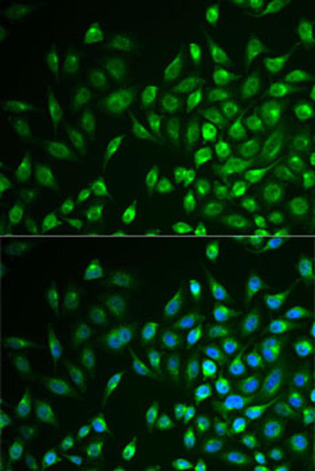 Immunofluorescence - LNX1 antibody (A6481)