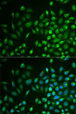 Immunofluorescence - LNX1 antibody (A6481)