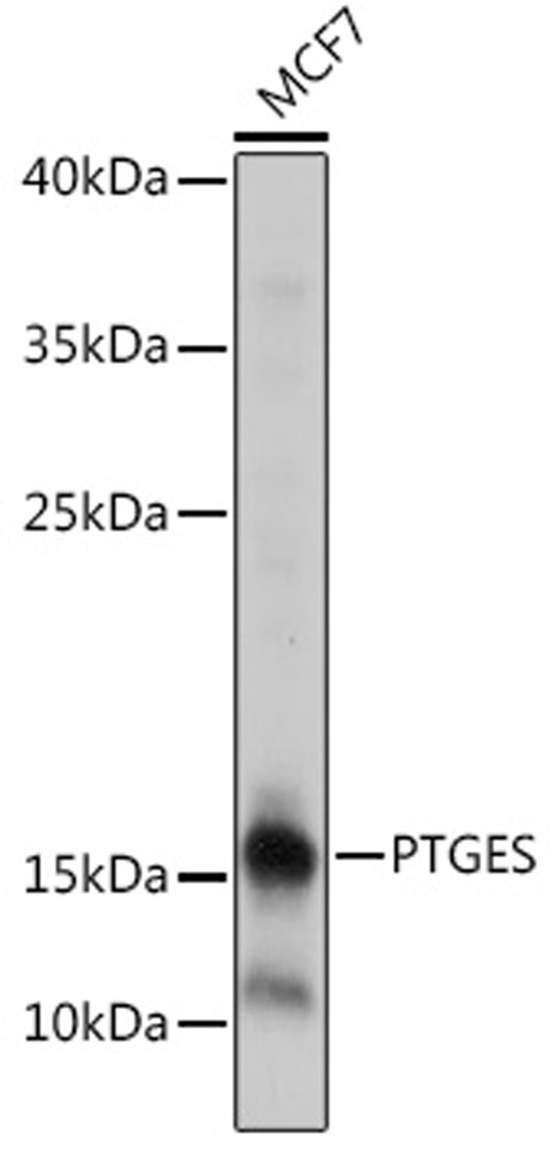 Western blot - PTGES antibody (A18632)