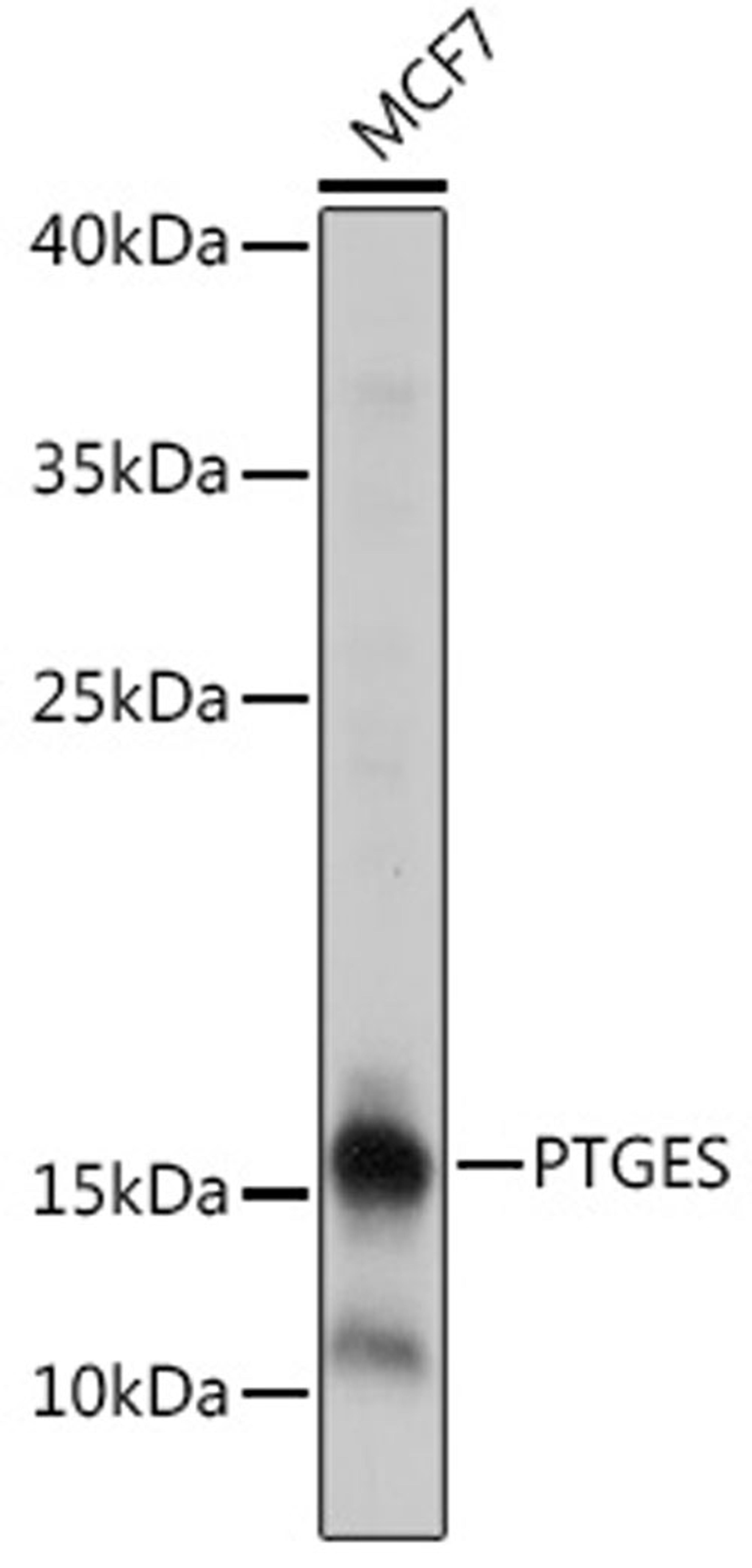 Western blot - PTGES antibody (A18632)