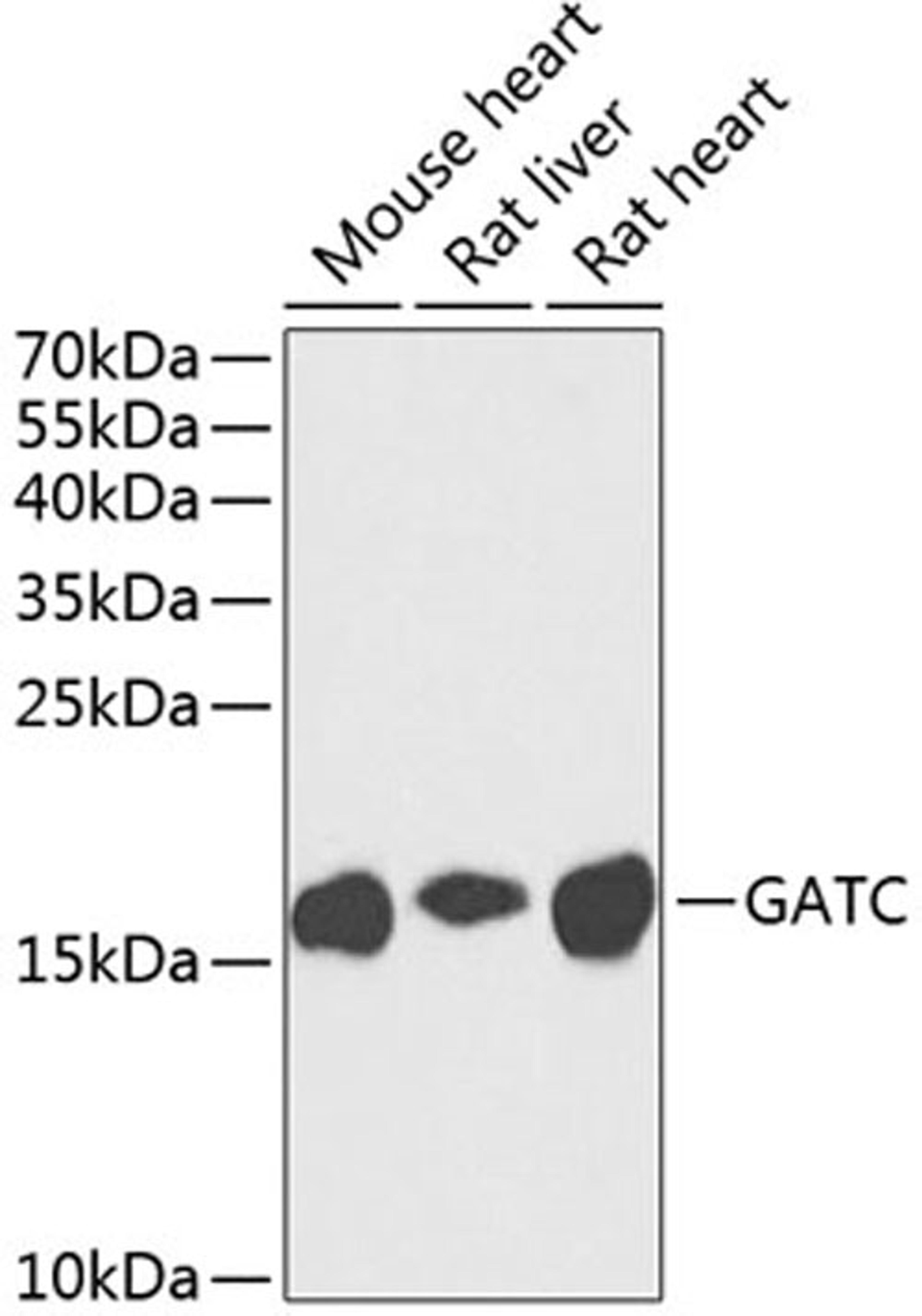 Western blot - GATC antibody (A8604)