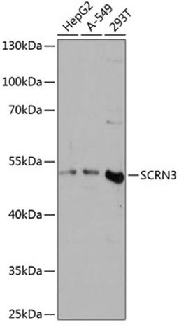 Western blot - SCRN3 antibody (A14421)