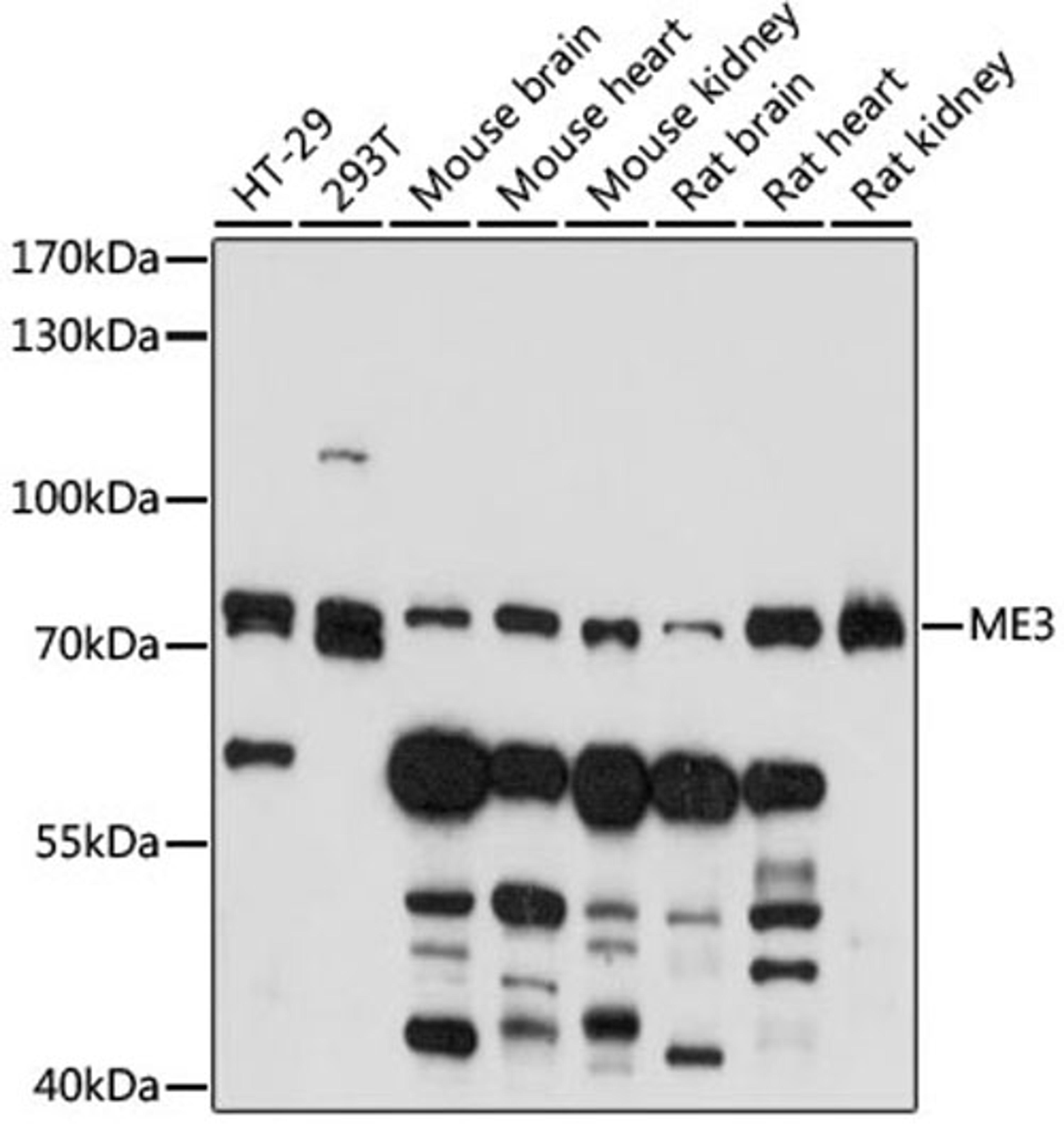 Western blot - ME3 antibody (A15787)