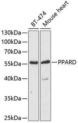 Western blot - PPARD antibody (A5656)