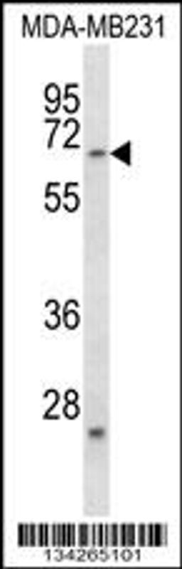 Western blot analysis in MDA-MB231 cell line lysates (35ug/lane).