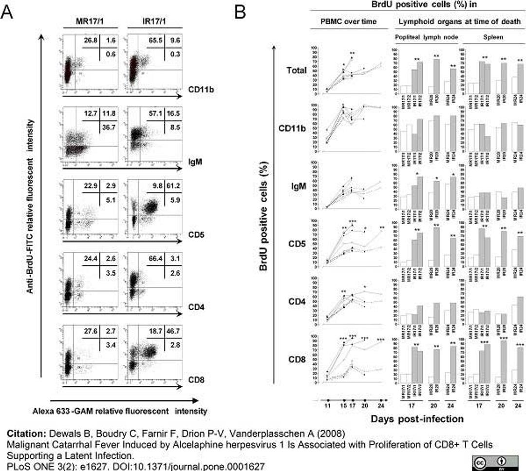 Mouse anti Rabbit CD11b used to assess CD11b expression levels on rabbit mononuclear cells