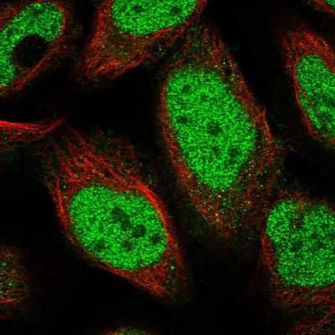 Immunocytochemistry/Immunofluorescence: POLR3A Antibody [NBP1-83204] - Staining of human cell line U-2 OS shows positivity in nucleus but not nucleoli.