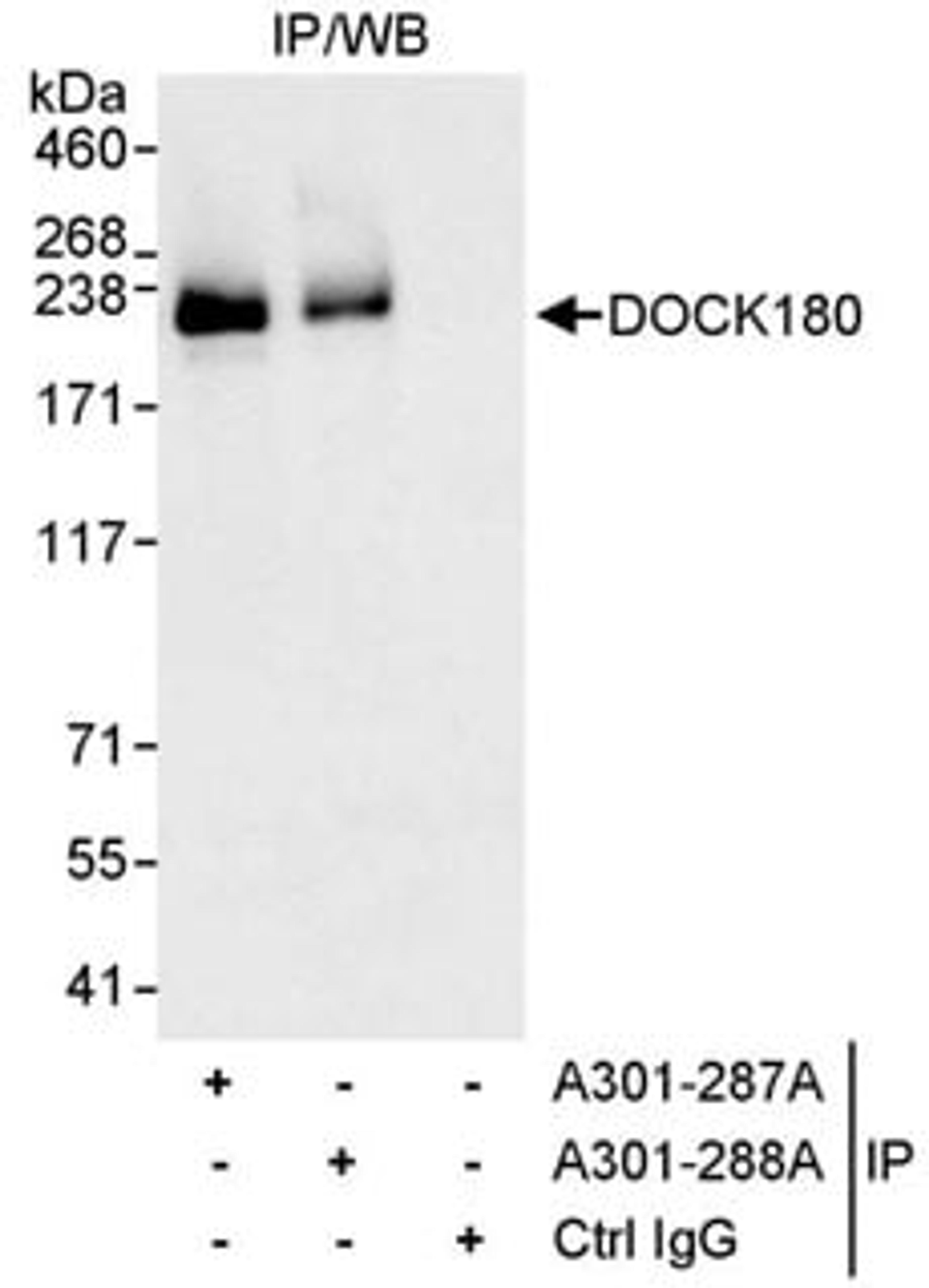 Detection of human DOCK180 by western blot of immunoprecipitates.