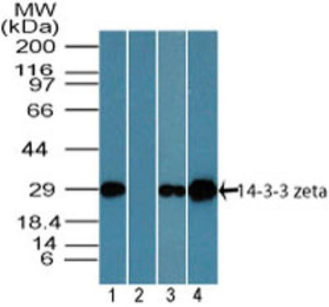 Western Blot: 14-3-3 zeta Antibody [NBP2-24593] - analysis of 14-3-3 zeta in human brain lysate in the 1) absence, 2) presence of immunizing peptide, 3) mouse brain lysate and 4) rat brain lysate in the absence of immunizing peptide using this antibody. I goat anti-rabbit Ig HRP secondary antibody and PicoTect ECL substrate solution were used for this test.