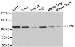 Western blot analysis of extracts of various cell lines using OSMR antibody